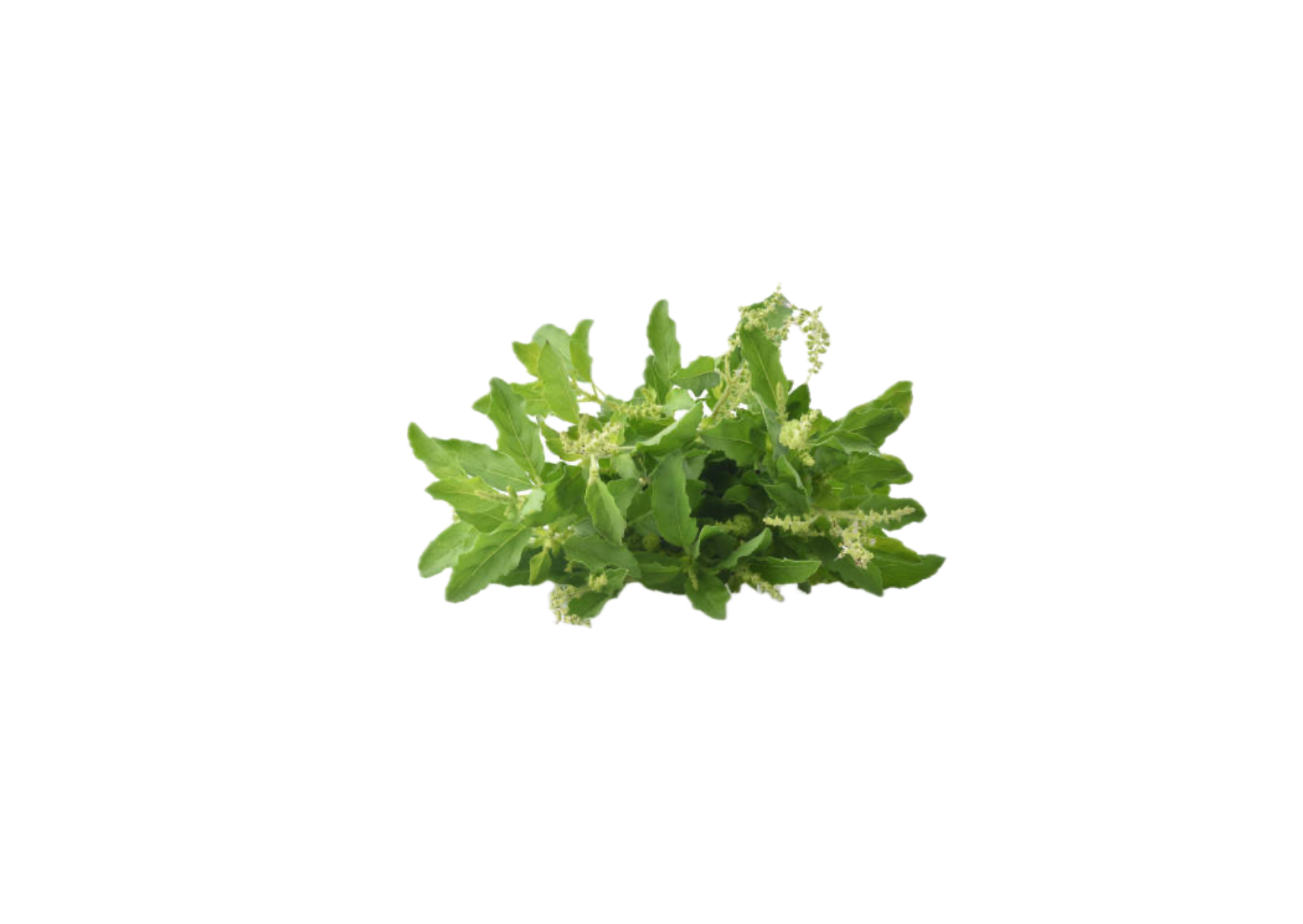 tulsi