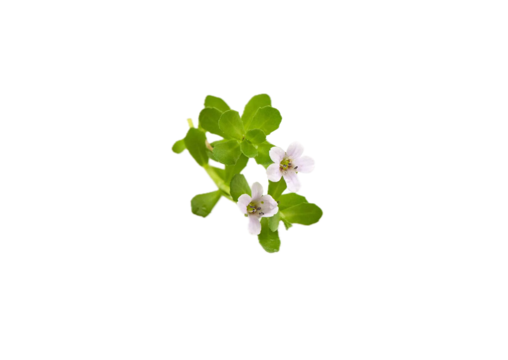 brahmi