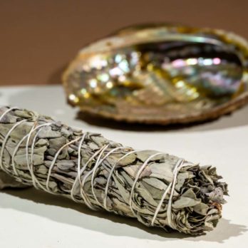 Sauge Brésilienne Guarani