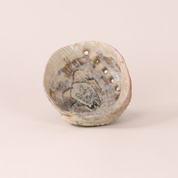 Coquille d'Ormeau Naturelle