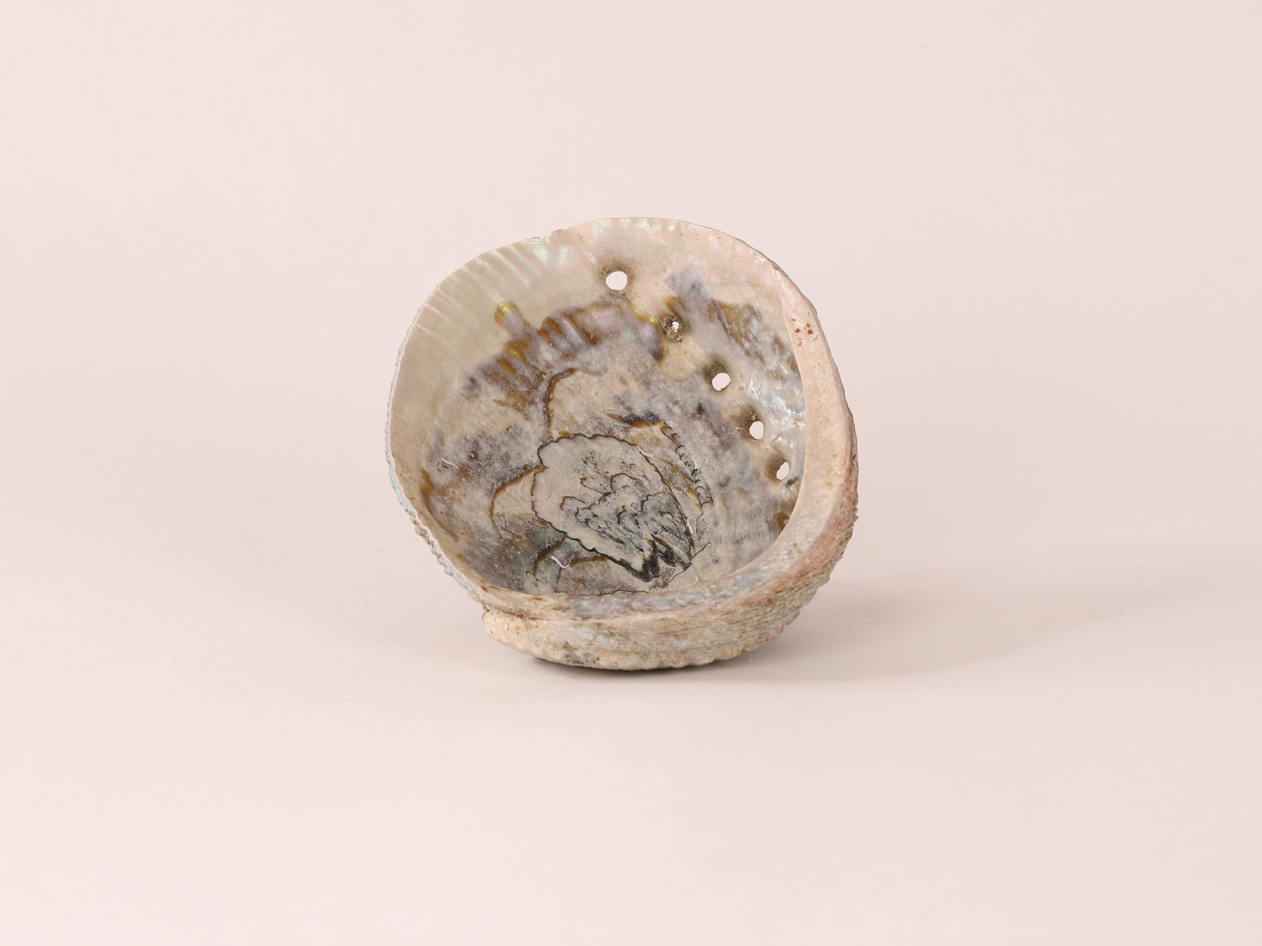 Coquille d'Ormeau Naturelle
