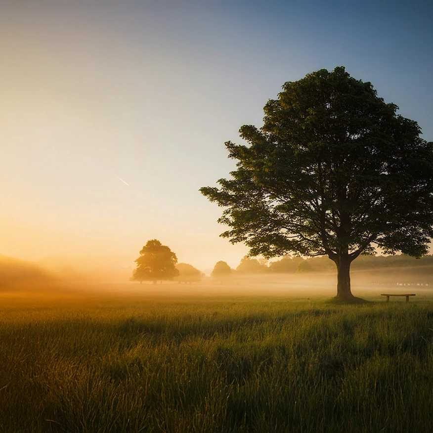 arbre