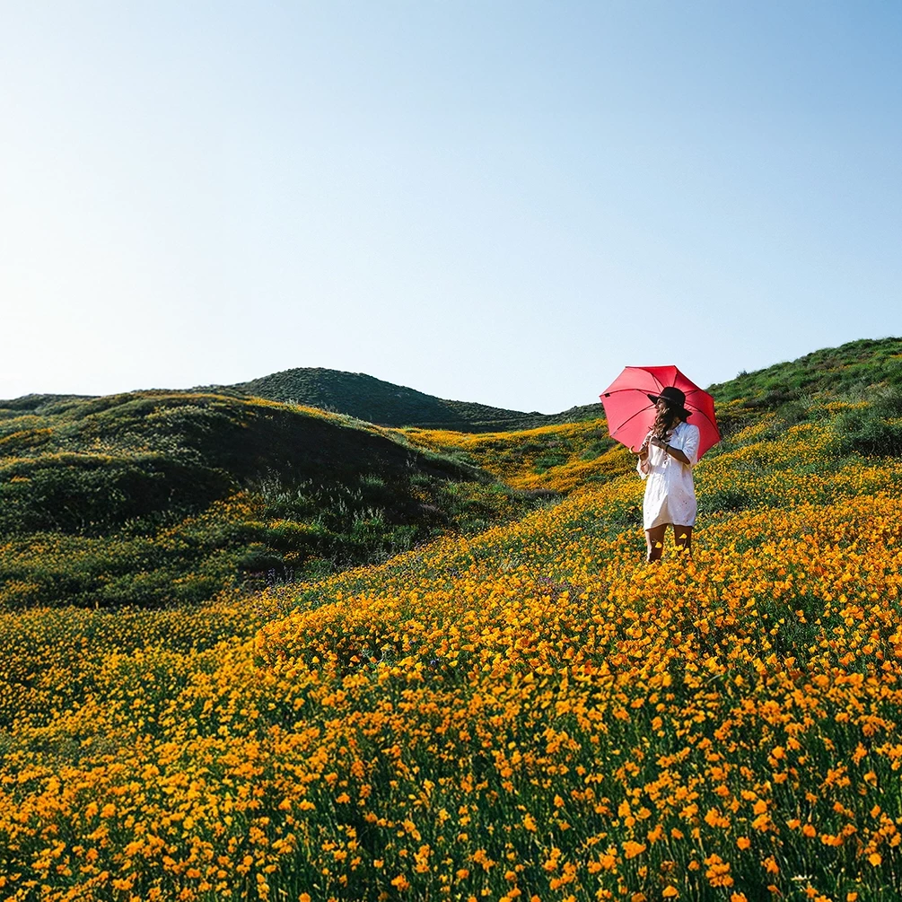 jeune femme dans un champs de fleur