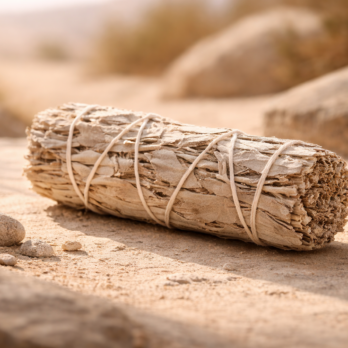 Lot de 3 Sauges Blanche 9 1TxWLVB5psfSDS6lqhRL200GVUrclEaejHsJrHhaSL0