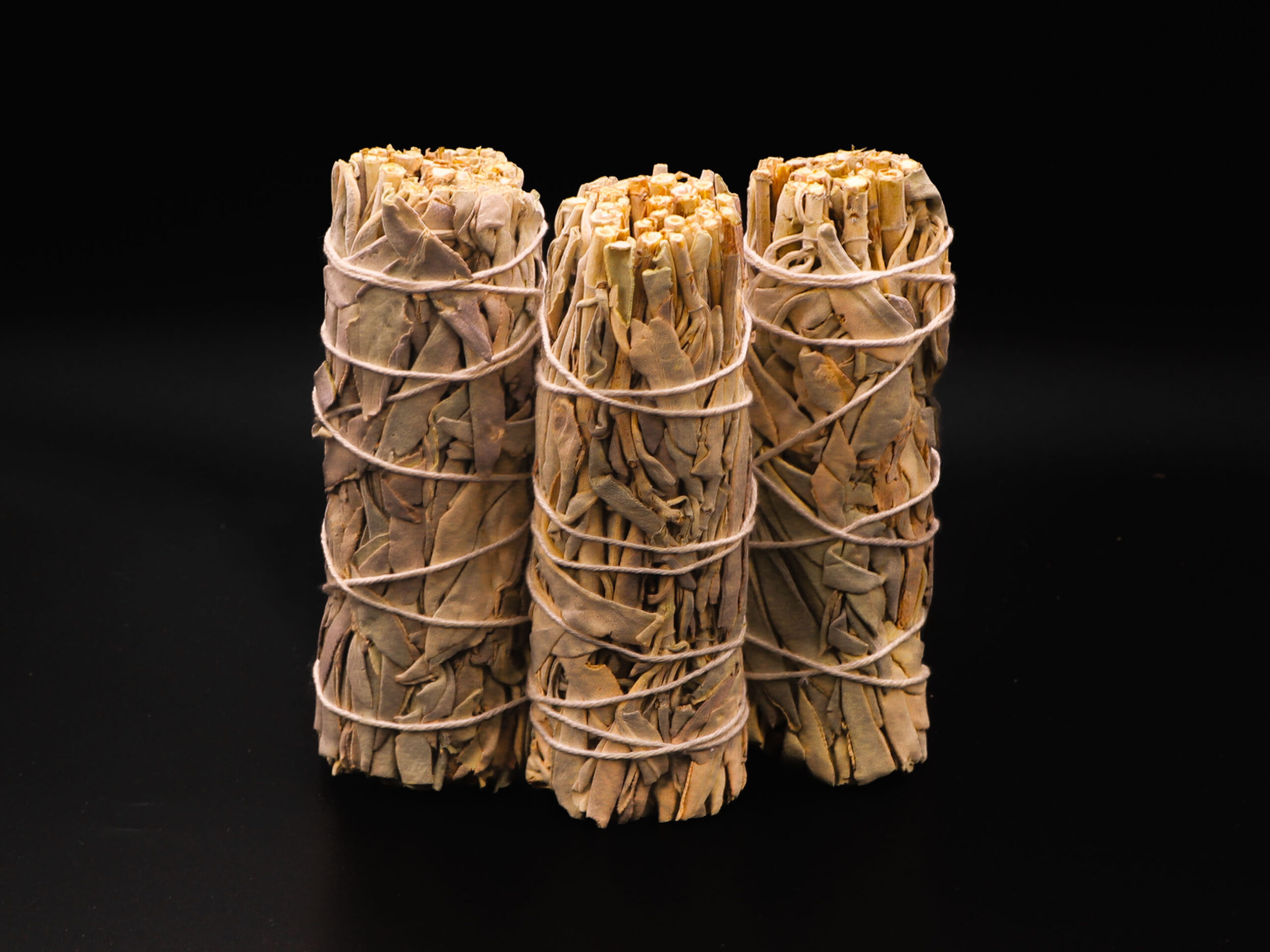 Lot de 3 Sauges Blanche 19 Lot de 3 Sauges Blanche