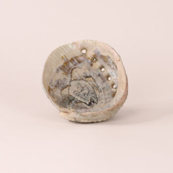 Coquille d'Ormeau Naturelle