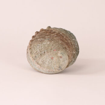 Coquille d'Ormeau Naturelle 7 k25F4CU6I4utuWjg3oqJxgW68C2XsBP8V VOgfwZKyM